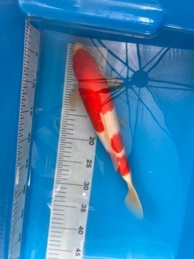 錦鯉 金魚 メダカ Www Grupoec Com Br