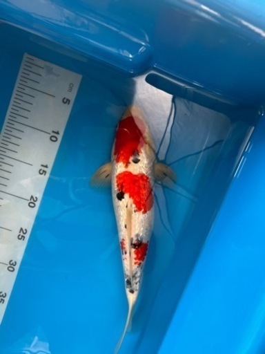 錦鯉　金魚　メダカ