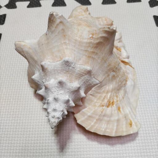 世界最大の巻貝】アラフラオオニシ 貝殻 オブジェ インテリア 置物