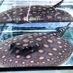 有名血統ダイヤモンドポルカベビー雄 決まりました