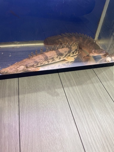 ポリプテルス