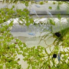 めだか(深海)とヒメタニシ・ミナミヌマエビ、水草は(2種類)