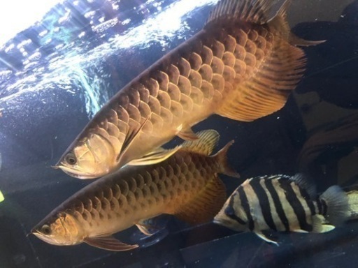 アロワナ 熱帯魚 水槽 大型魚