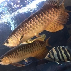 アロワナ　熱帯魚　水槽　大型魚