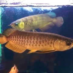 アロワナ　熱帯魚　水槽　大型魚