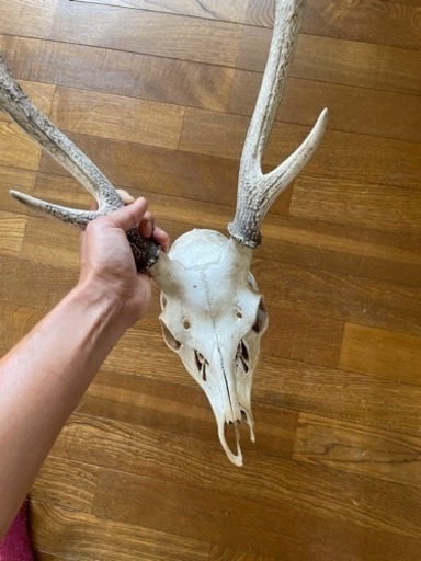 鹿の頭蓋骨 | wvrtl.com