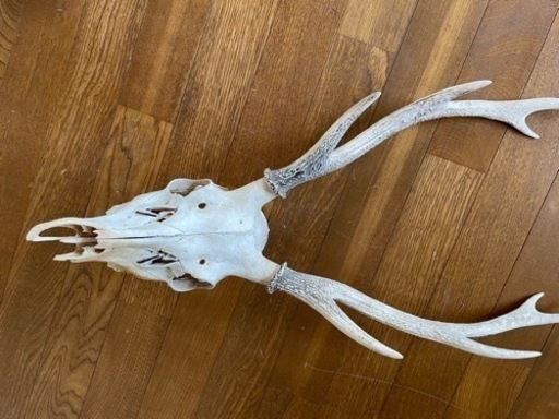 鹿の頭蓋骨