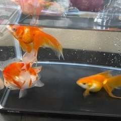 金魚3匹