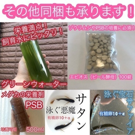 若魚1匹 マリアージュロングフィン 検索用めだかメダカリアルロングフィンヒレ長モルフォ らいく ゆー 北浦和のその他の中古あげます 譲ります ジモティーで不用品の処分