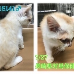 里親決定！有難うございました！　🆘保健所収容🐱パステルカラーの茶...