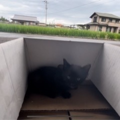 【里親募集】2022年8月25日  愛媛県新居浜市 野良猫 赤ちゃん 黒猫ちゃん - 松山市