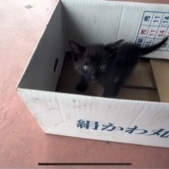 【里親募集】2022年8月25日  愛媛県新居浜市 野良猫 赤ちゃん 黒猫ちゃんの画像