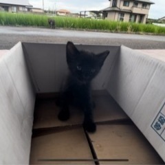 【里親募集】2022年8月25日  愛媛県新居浜市 野良猫 赤ちゃん 黒猫ちゃん - 猫