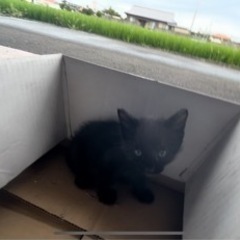 【里親募集】2022年8月25日  愛媛県新居浜市 野良猫 赤ちゃん 黒猫ちゃん - 里親募集