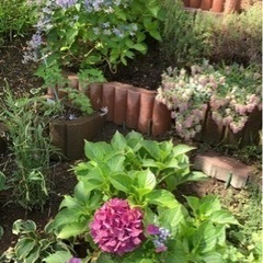 北海道の紫陽花の中古が安い 激安で譲ります 無料であげます ジモティー