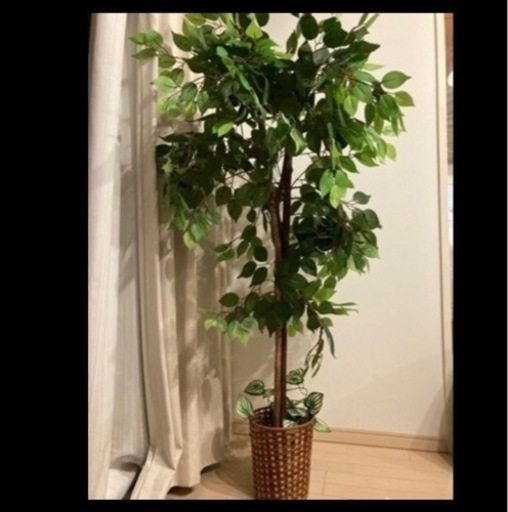 おしゃれフェイク観葉植物 くろねこうい ユニバーサルシティの家具の中古あげます 譲ります ジモティーで不用品の処分 おしゃれフェイク観葉植物 くろねこうい ユニバーサルシティの家具の中古あげます 譲ります ジモティーで不用品の処分