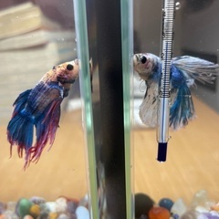 ベタ（飼育セット）