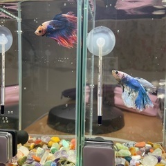 ベタ（飼育セット）