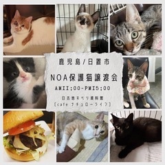 鹿児島NOA保護猫譲渡会🐱