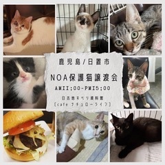 鹿児島Noa保護猫譲渡会🐱