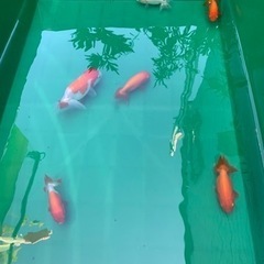 金魚　らんちゅう6匹