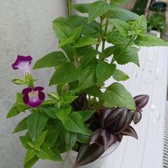 植物₩②トレニア２色トラディスカンチン
