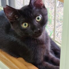 丸い瞳の黒毛の子猫、3.5ヶ月の男の子です。たまらなく可愛いですよー。