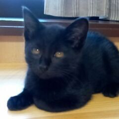 美しい黒猫ちゃん