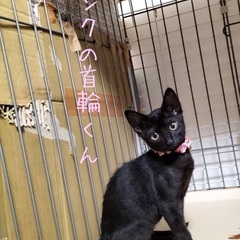 可愛い子猫(クロ、ピンク首輪)＊4ヶ月♂＊ − 兵庫県