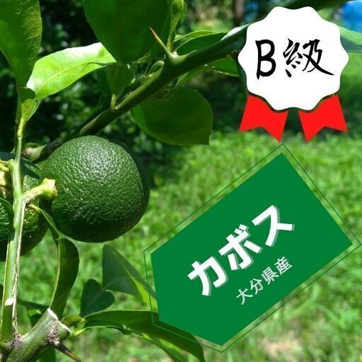 【Ｂ級品 ２０ｋｇ】コンテナごとあなたへ届け！「タカミヤカボスのかぼす」