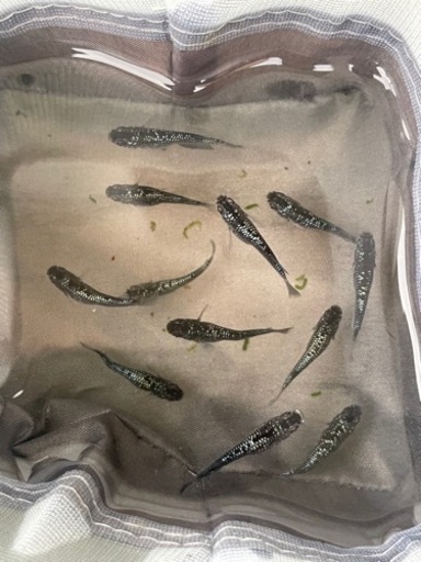 ［メダカ］県内有名ブリーダー上見強ラメブラックダイヤ12匹