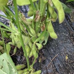 枝豆　採れたて👍新鮮！枝豆