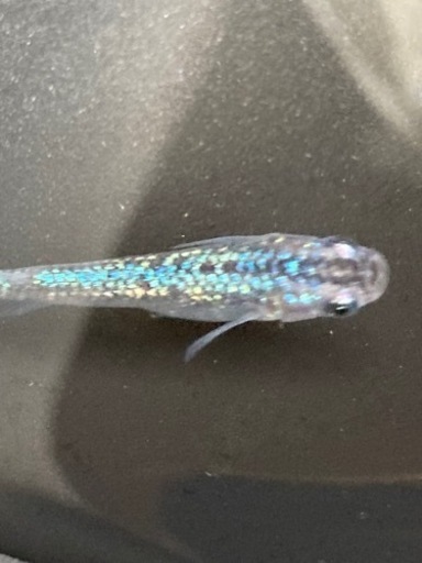 本家血統 サファイアメダカの稚魚 ひなた 加太の家具の中古あげます 譲ります ジモティーで不用品の処分