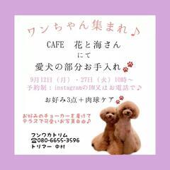 9/12(月) 9/27(火) わんこ 部分お手入れ 歯磨き