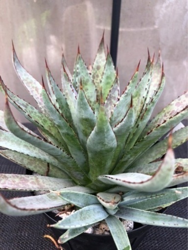 大株 アガベ マンガベ 子株付き | muniotuzco.gob.pe