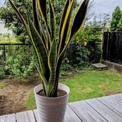 観葉植物　サンスベリア (大)　鉢付き