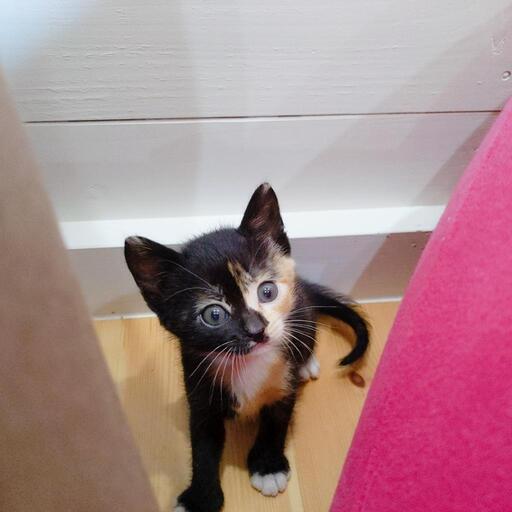 トライアル予定 生後1ヶ月 遊び好きのハーフサイダー だら子 沼津の猫の里親募集 ジモティー
