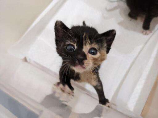 トライアル予定 生後1ヶ月 遊び好きのハーフサイダー だら子 沼津の猫の里親募集 ジモティー