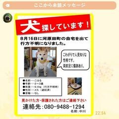 犬迷子です。