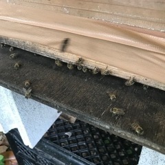 日本蜜蜂の巣箱を置かせてくれる方居ませんか？