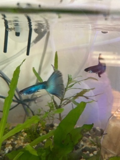 国産モスコーブルー10匹セット稚魚グッピー Ruke 長谷の家具の中古あげます 譲ります ジモティーで不用品の処分