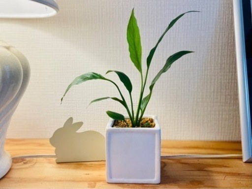 40 スタイリッシュで南国風な観葉植物白い花も咲きます 鉢付き ミント 井尻の生活雑貨の中古あげます 譲ります ジモティーで不用品の処分