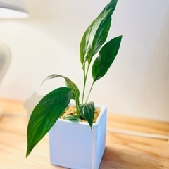 40 スタイリッシュで南国風な観葉植物白い花も咲きます 鉢付き ミント 井尻の生活雑貨の中古あげます 譲ります ジモティーで不用品の処分