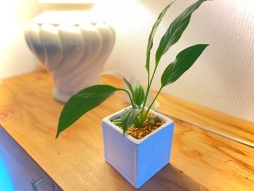 40 スタイリッシュで南国風な観葉植物白い花も咲きます 鉢付き ミント 井尻の生活雑貨の中古あげます 譲ります ジモティーで不用品の処分