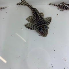 純血キンペコのセット1 純血キンペコのセット1