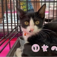 可愛い3ヶ月の子猫4兄弟の画像