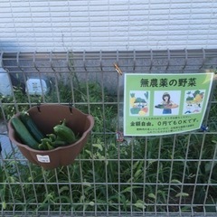 ぜひ食べてください。手作り野菜（無農薬）10円〜