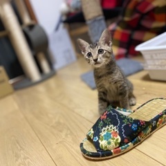 可愛い5ヶ月の子猫兄妹の画像