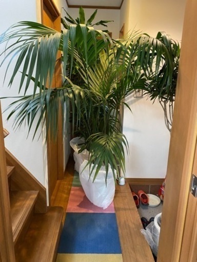激安　観葉植物