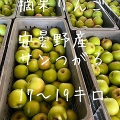 摘果りんご　安曇野産　サンつがる　17〜19キロ
